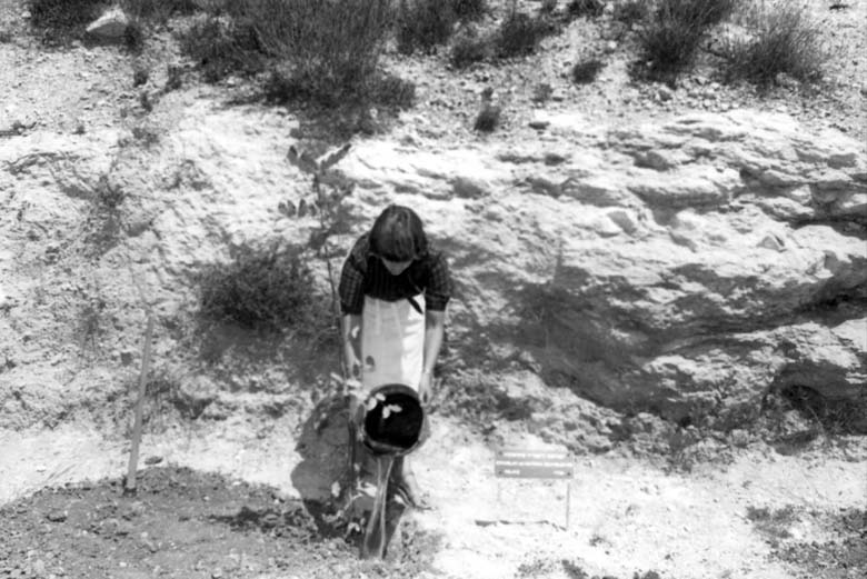 Eva’s daughter plants a tree in honor of Wiktoria and Stanislaw Szumielewicz, 1981 